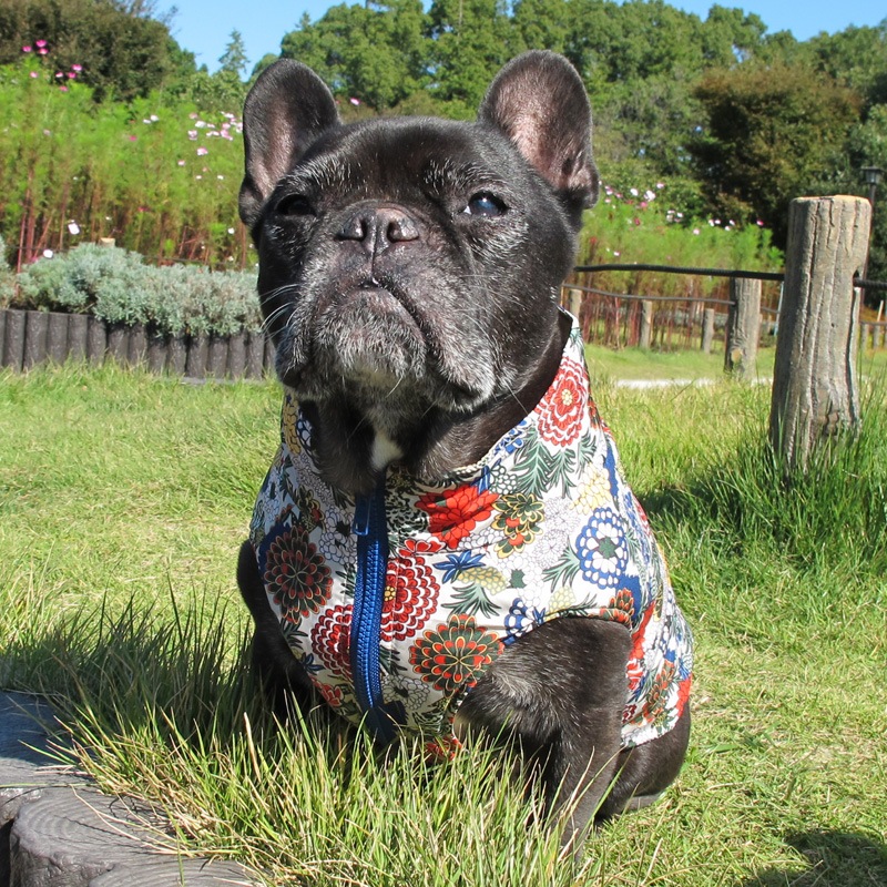 ʲ֡ʥ٥ȡڰΤߥ᡼زġ