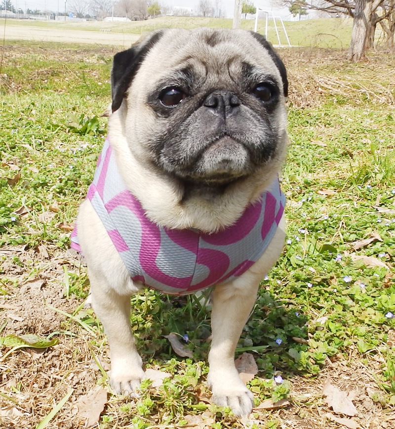 ���ͤ��ͤ��ͤ��ͲƤĤʤ��ڲƤĤʤ�2��or�ƤĤʤ�1���T�����(����)1��ϥ᡼���زġ�