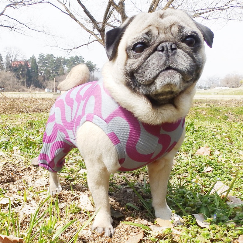 ���ͤ��ͤ��ͤ��ͲƤĤʤ��ڲƤĤʤ�2��or�ƤĤʤ�1���T�����(����)1��ϥ᡼���زġ�