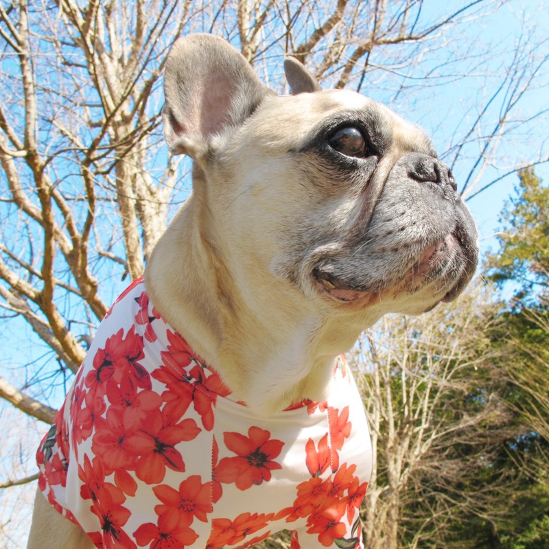 �餭�ۤ���T����ġ�T�����2��or���󥯥ȥå�1���T�����1��ϥ᡼���زġ�