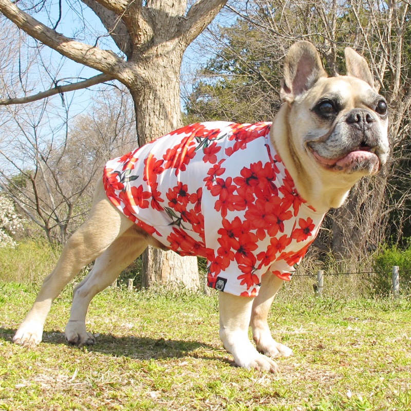 �餭�ۤ���T����ġ�T�����2��or���󥯥ȥå�1���T�����1��ϥ᡼���زġ�