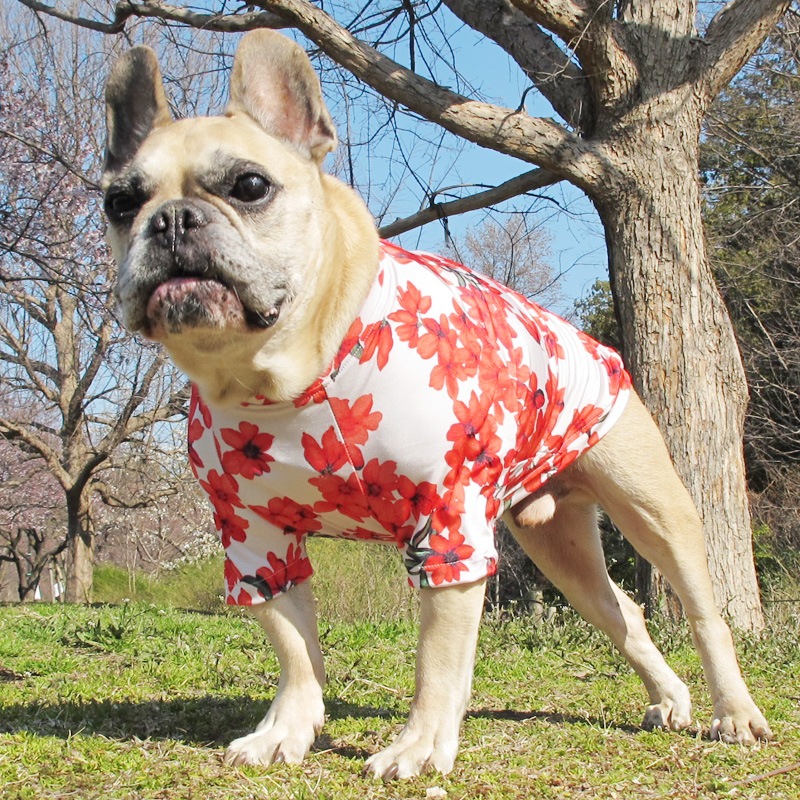 �餭�ۤ���T����ġ�T�����2��or���󥯥ȥå�1���T�����1��ϥ᡼���زġ�