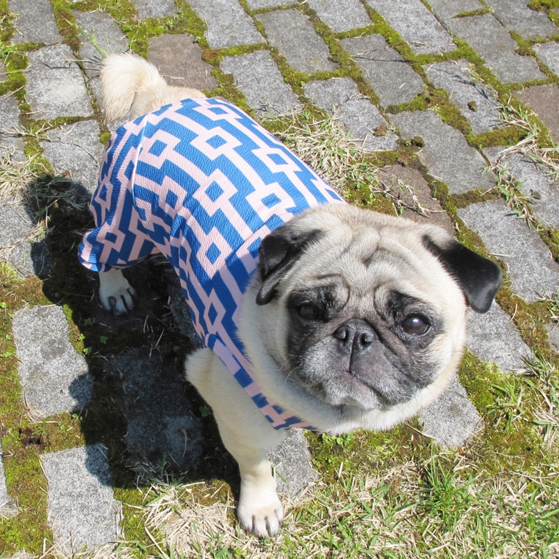 �ͳѤȿ��ä����ƤĤʤ��ڲƤĤʤ�2��or�ƤĤʤ�1���T�����(����)1��ϥ᡼���زġ�