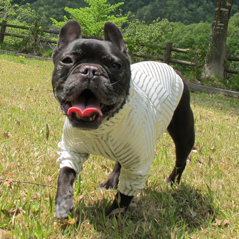 �⥭��եȥ졼�ʡ��ڰ���Τߥ᡼���زġ�