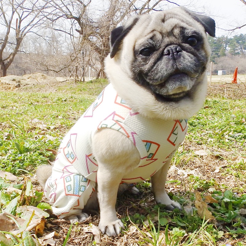 ���ȥץ��ȲƤĤʤ��ڲƤĤʤ�2��or�ƤĤʤ�1���T�����(����)1��ϥ᡼���زġ�