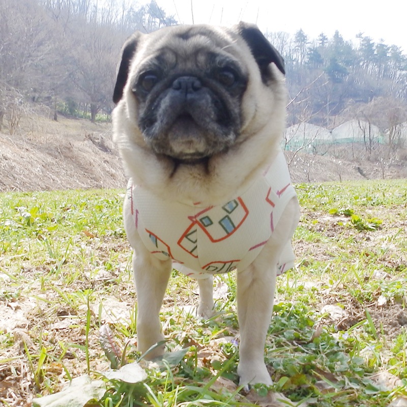 ���ȥץ��ȲƤĤʤ��ڲƤĤʤ�2��or�ƤĤʤ�1���T�����(����)1��ϥ᡼���زġ�