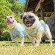 ����ƥ������ե��ץ��ȥ��󥯥ȥåס�T�����2��or���󥯥ȥå�1���T�����1��ϥ᡼���زġ�