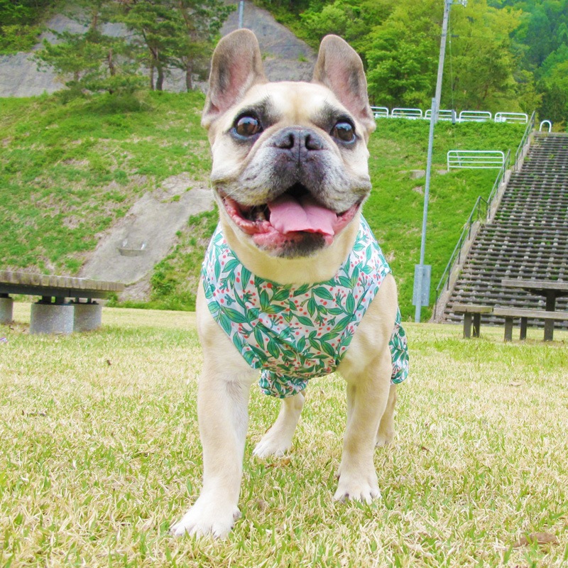 ��ŷ�ߤ����ʥץ��ȲƤĤʤ��ڲƤĤʤ�2��or�ƤĤʤ�1���T�����(����)1��ϥ᡼���زġ�