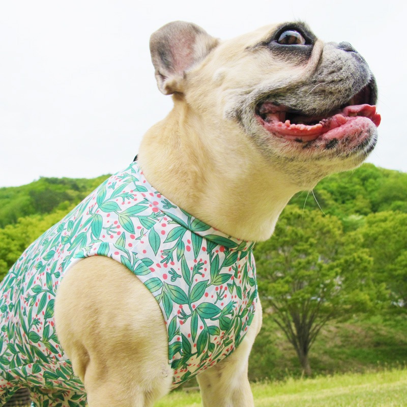 ��ŷ�ߤ����ʥץ��ȲƤĤʤ��ڲƤĤʤ�2��or�ƤĤʤ�1���T�����(����)1��ϥ᡼���زġ�