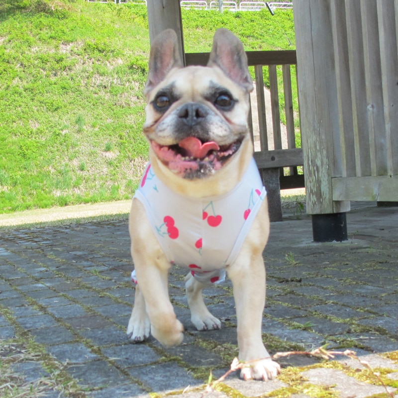 �������ܲƤĤʤ��ڲƤĤʤ�2��or�ƤĤʤ�1���T�����(����)1��ϥ᡼���زġ�