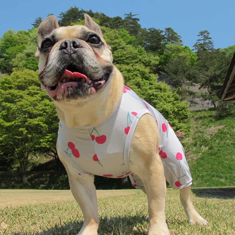 �������ܲƤĤʤ��ڲƤĤʤ�2��or�ƤĤʤ�1���T�����(����)1��ϥ᡼���زġ�