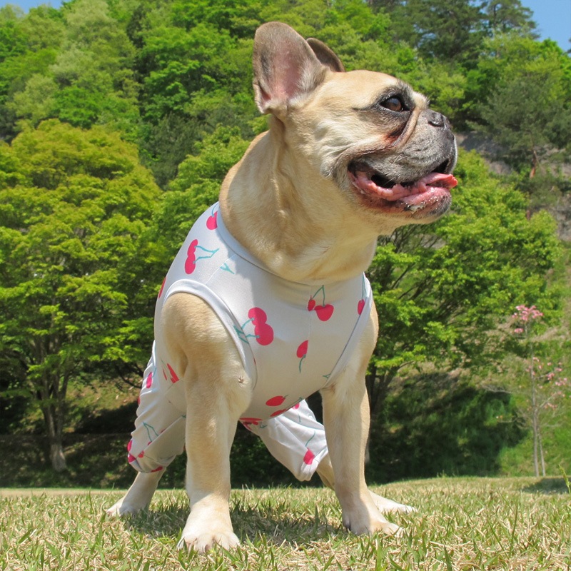 �������ܲƤĤʤ��ڲƤĤʤ�2��or�ƤĤʤ�1���T�����(����)1��ϥ᡼���زġ�