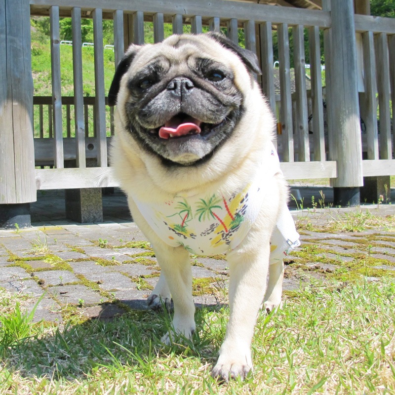 ���ƤĤʤ��ڲƤĤʤ�2��or�ƤĤʤ�1���T�����(����)1��ϥ᡼���زġ�