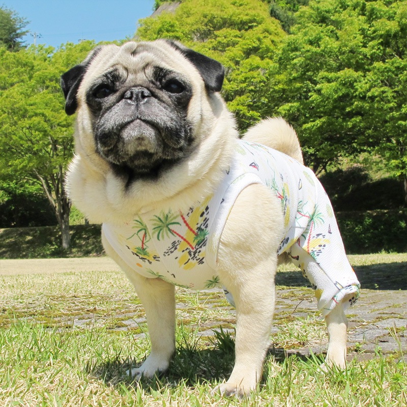 ���ƤĤʤ��ڲƤĤʤ�2��or�ƤĤʤ�1���T�����(����)1��ϥ᡼���زġ�