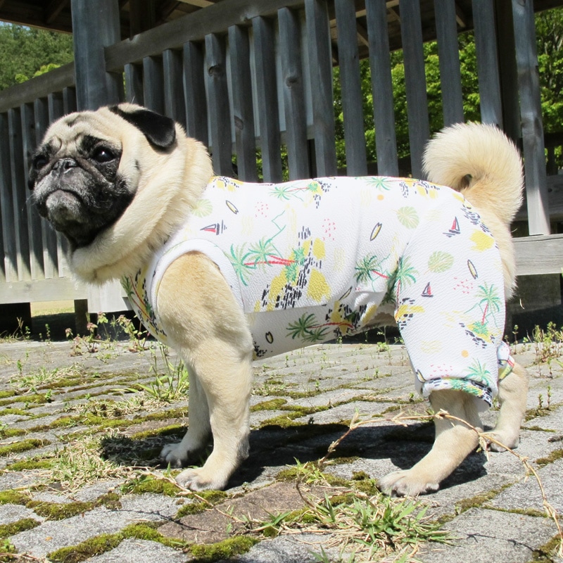 ���ƤĤʤ��ڲƤĤʤ�2��or�ƤĤʤ�1���T�����(����)1��ϥ᡼���زġ�