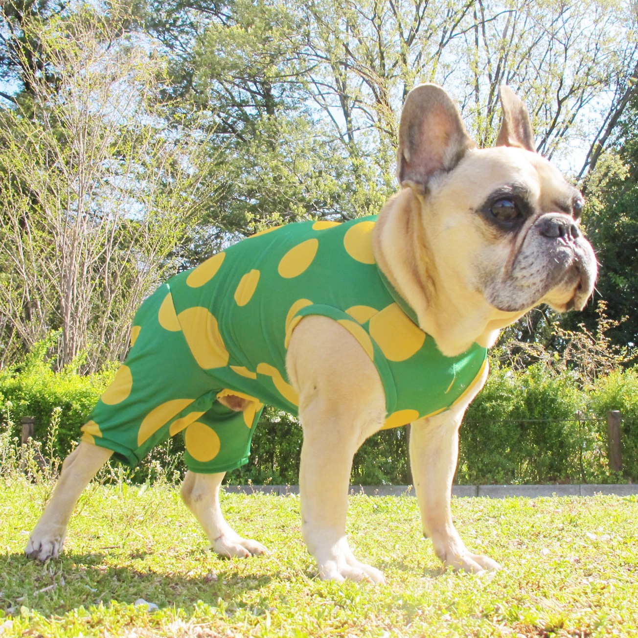 �������ɥåȲƤĤʤ��ڲƤĤʤ�2��or�ƤĤʤ�1���T�����(����)1��ϥ᡼���زġ�