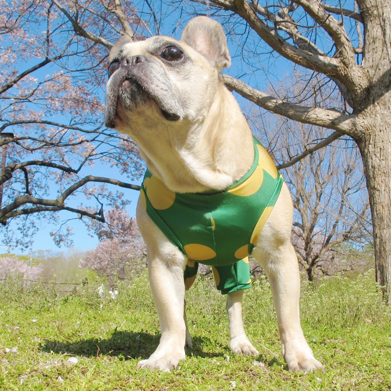 �������ɥåȲƤĤʤ��ڲƤĤʤ�2��or�ƤĤʤ�1���T�����(����)1��ϥ᡼���زġ�