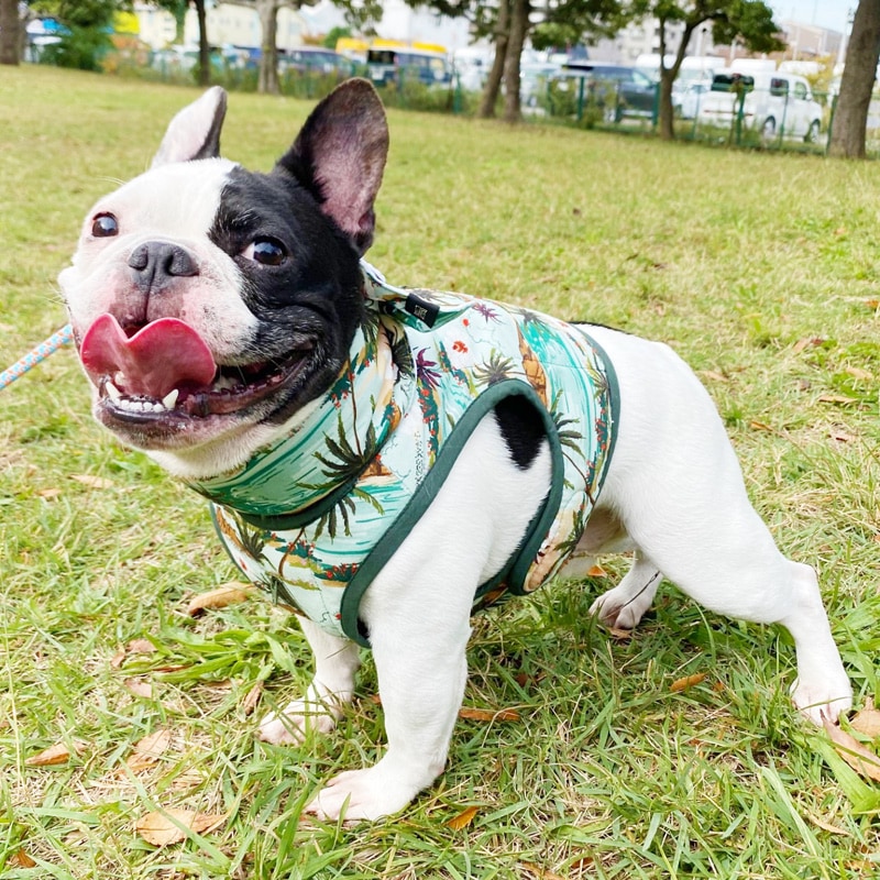 4/26 21�����䳫�ϥ�����٥��ȡʥϥ磻����ˡ�1��Τߥ᡼���زġ�