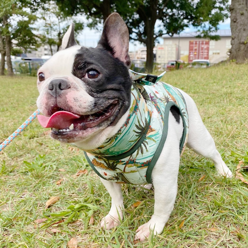 4/26 21�����䳫�ϥ�����٥��ȡʥϥ磻����ˡ�1��Τߥ᡼���زġ�