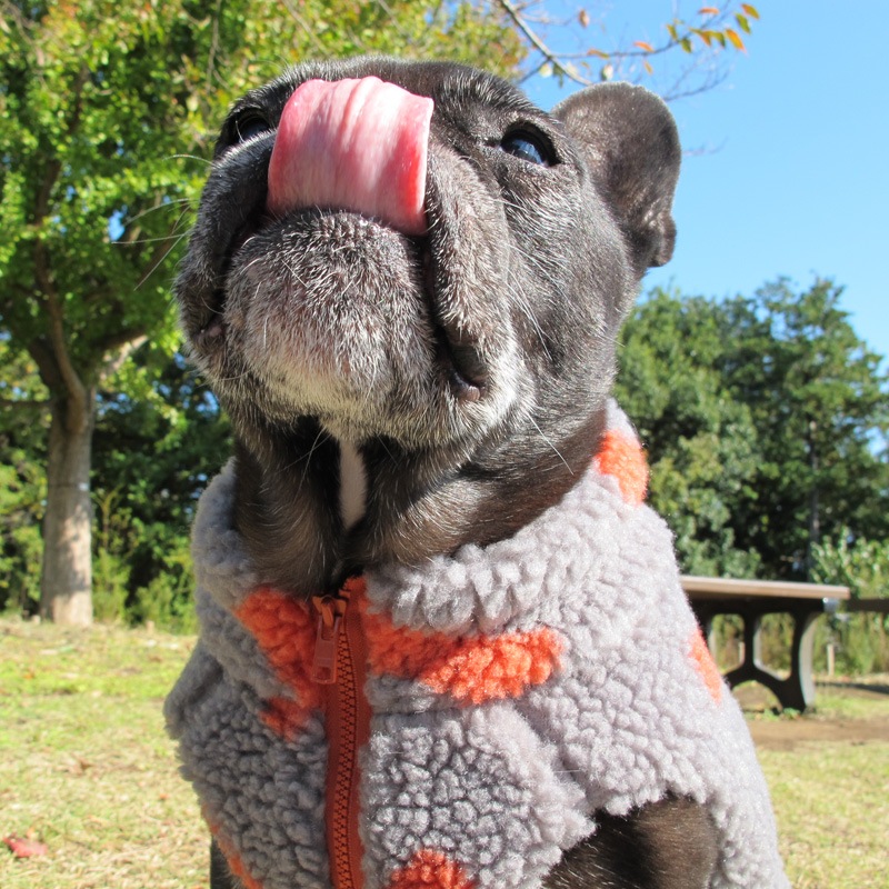 ⤳⤳ܥ٥ȡڥ᡼Բġ