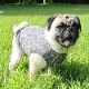 ���Ϥ���ѥå��ѥå���Ŵ�ǥ����󥿥󥯥ȥåס�T�����2��or���󥯥ȥå�1���T�����1��ϥ᡼���زġ�