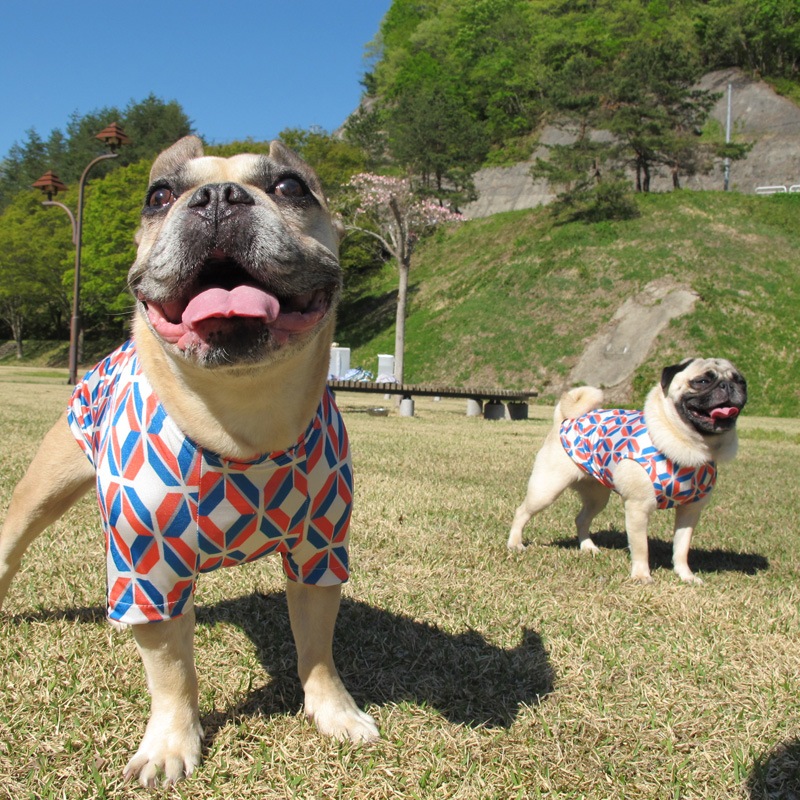 �С��С����󥯥ȥåס�T�����2��or���󥯥ȥå�1���T�����1��ϥ᡼���زġ�