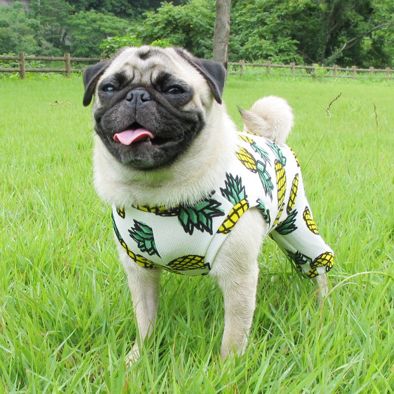 �Ƥ����ѥ��ʥåץ�����ƤĤʤ��ڲƤĤʤ�2��or�ƤĤʤ�1���T�����(����)1��ϥ᡼���زġ�