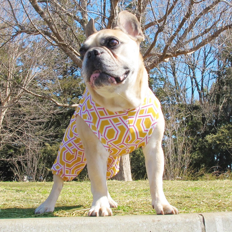 ��å��祤�ƤĤʤ��ڲƤĤʤ�2��or�ƤĤʤ�1���T�����(����)1��ϥ᡼���زġ�