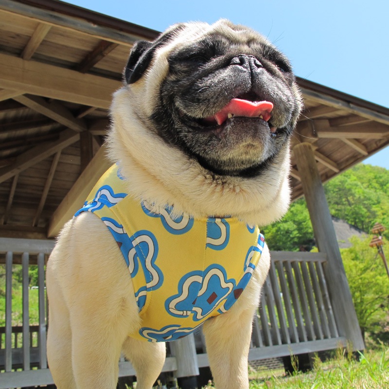 �ͤ��դߤ����ʥץ��ȥ��󥯥ȥåס�T�����2��or���󥯥ȥå�1���T�����1��ϥ᡼���زġ�