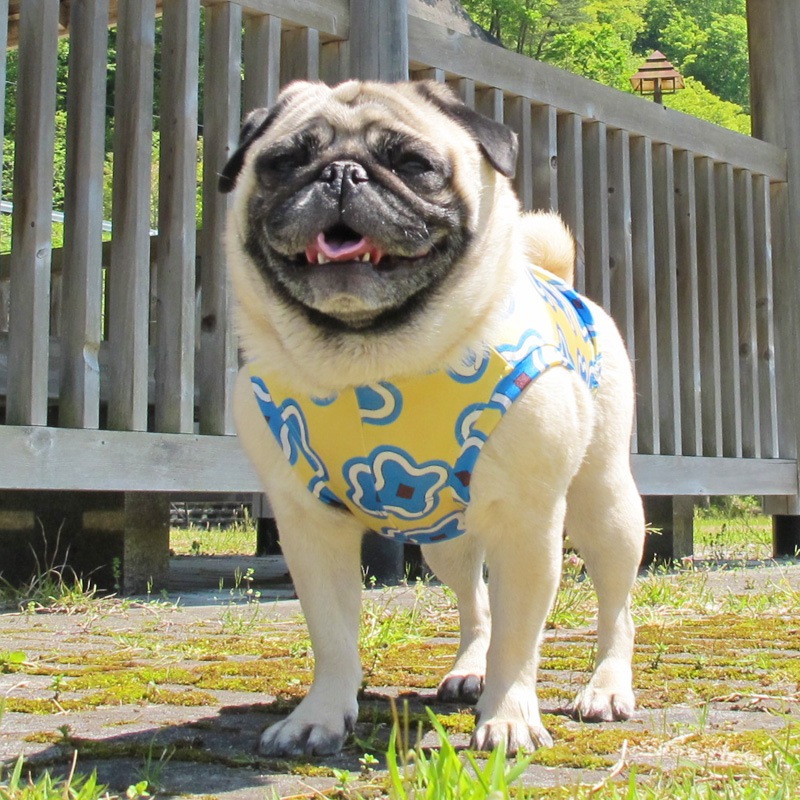 �ͤ��դߤ����ʥץ��ȥ��󥯥ȥåס�T�����2��or���󥯥ȥå�1���T�����1��ϥ᡼���زġ�