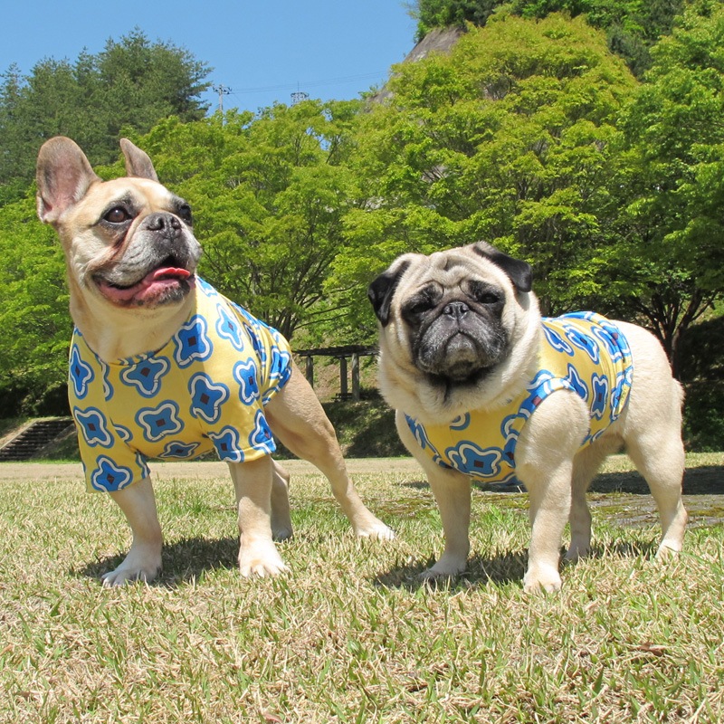 �ͤ��դߤ����ʥץ��ȥ��󥯥ȥåס�T�����2��or���󥯥ȥå�1���T�����1��ϥ᡼���زġ�