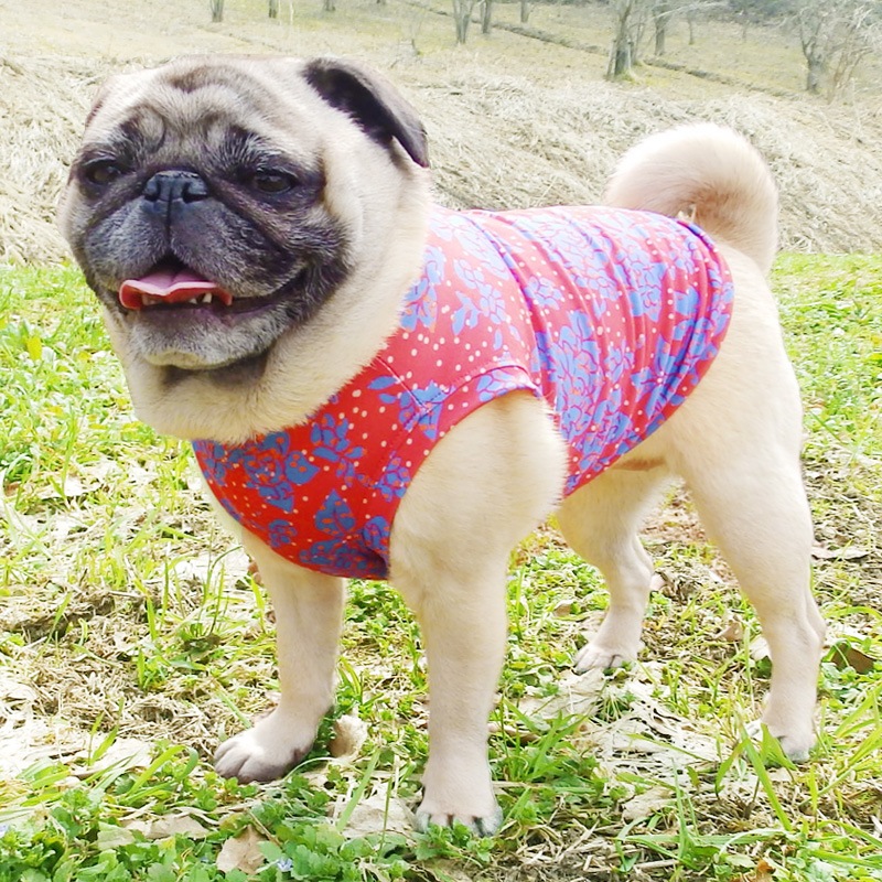����Υ֥롼���������󥯥ȥåס�T�����2��or���󥯥ȥå�1���T�����1��ϥ᡼���زġ�