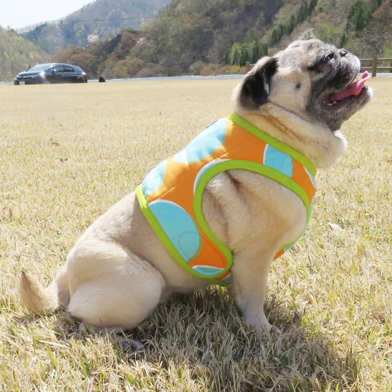 4/26 21�����䳫�ϥ�����٥��ȡ����̥���󥸡ˡ�1��Τߥ᡼���زġ�