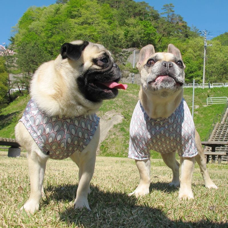 �Ĥ�XL�������Τߡ�ø���ۿ��⥹�ƥ��ʤΤ�T����ġ�T�����2��or���󥯥ȥå�1���T�����1��ϥ᡼���زġ�