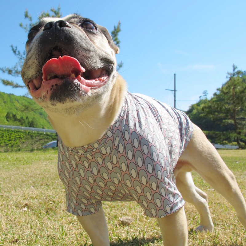 �Ĥ�XL�������Τߡ�ø���ۿ��⥹�ƥ��ʤΤ�T����ġ�T�����2��or���󥯥ȥå�1���T�����1��ϥ᡼���زġ�