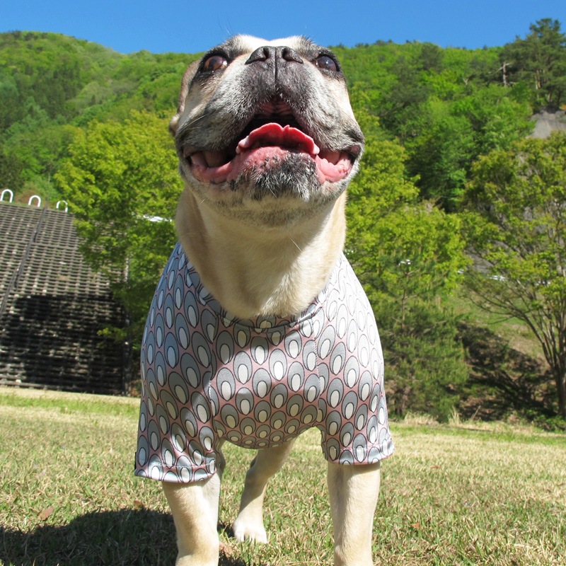 �Ĥ�XL�������Τߡ�ø���ۿ��⥹�ƥ��ʤΤ�T����ġ�T�����2��or���󥯥ȥå�1���T�����1��ϥ᡼���زġ�