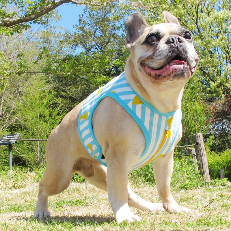 ������٥��ȡʥ��ȥ饤�ץ�ܥ�ˡ�1��Τߥ᡼���زġ�