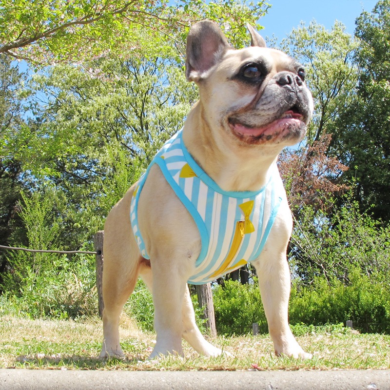 ������٥��ȡʥ��ȥ饤�ץ�ܥ�ˡ�1��Τߥ᡼���زġ�