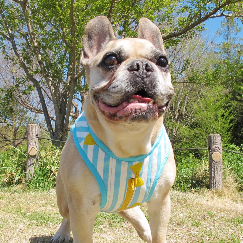 ������٥��ȡʥ��ȥ饤�ץ�ܥ�ˡ�1��Τߥ᡼���زġ�