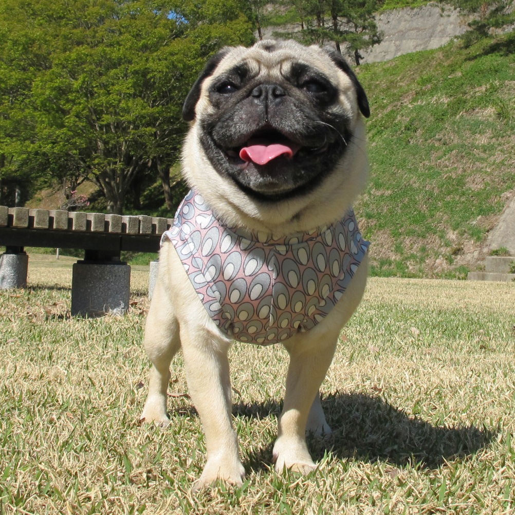 ø���ۿ��⥹�ƥ��ʤΤ西�󥯥ȥåס�T�����2��or���󥯥ȥå�1���T�����1��ϥ᡼���زġ�