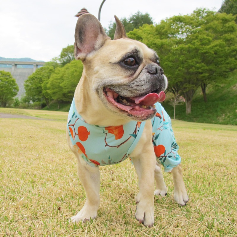 ꥨ󥿥ʥܥ˥ץȲƤĤʤڲƤĤʤ2orƤĤʤ1T()1ϥ᡼زġ