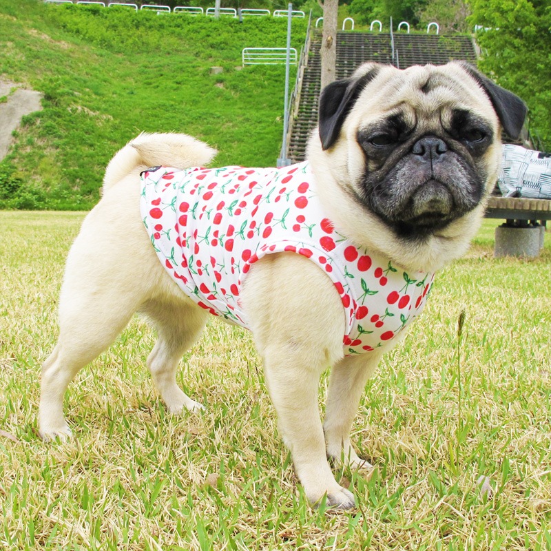 �������ܥ��󥯥ȥåס�T�����2��or���󥯥ȥå�1���T�����1��ϥ᡼���زġ�