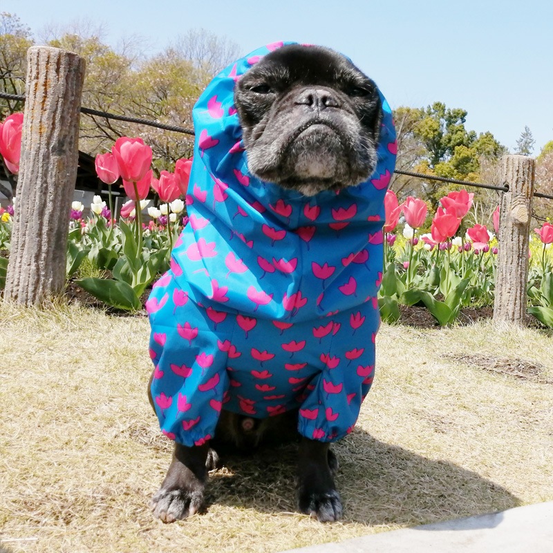 եӤΤߥ쥤󥳡ȡ̡ɥաɡñʥ᡼ز/̡ɥաɤȤƱ᡼زġ