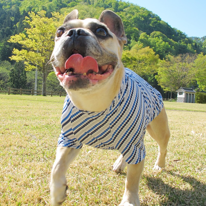 �ɥåȤǼФ�ܡ�����T����ġ�T�����2��or���󥯥ȥå�1���T�����1��ϥ᡼���زġ�