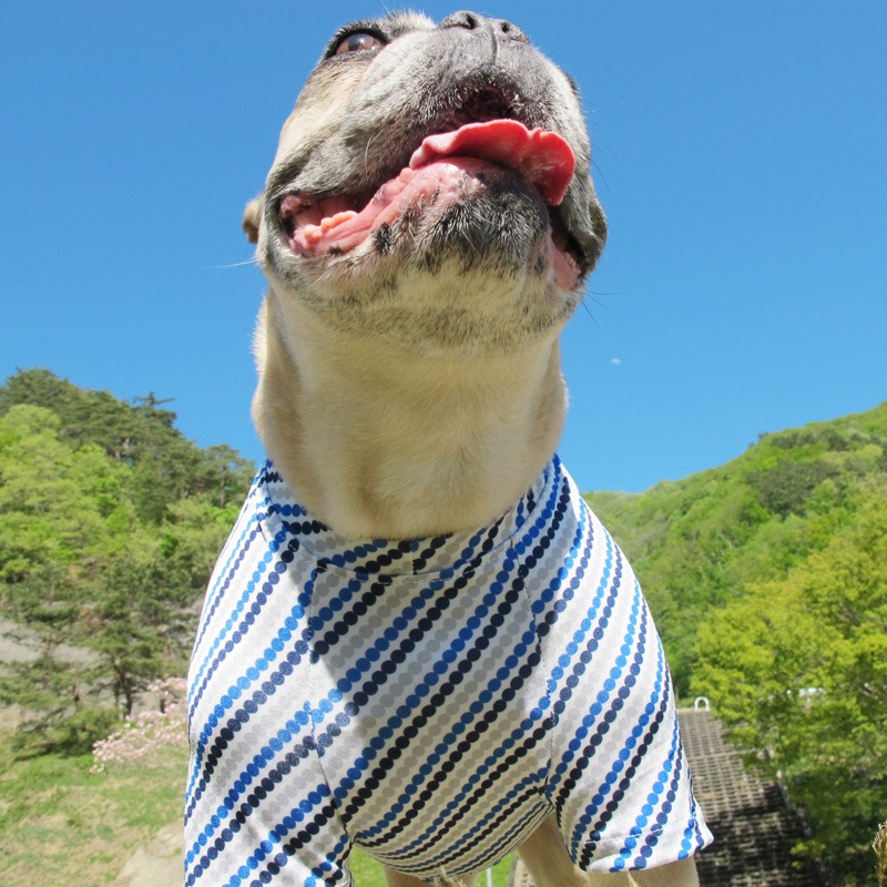 �ɥåȤǼФ�ܡ�����T����ġ�T�����2��or���󥯥ȥå�1���T�����1��ϥ᡼���زġ�