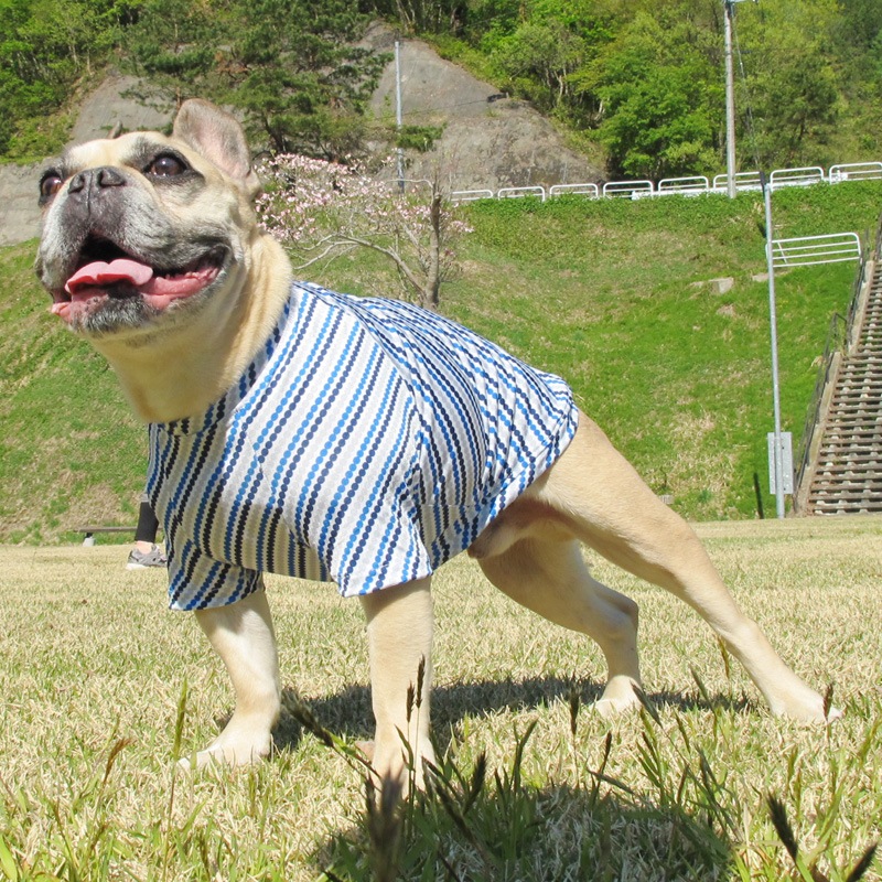 �ɥåȤǼФ�ܡ�����T����ġ�T�����2��or���󥯥ȥå�1���T�����1��ϥ᡼���زġ�