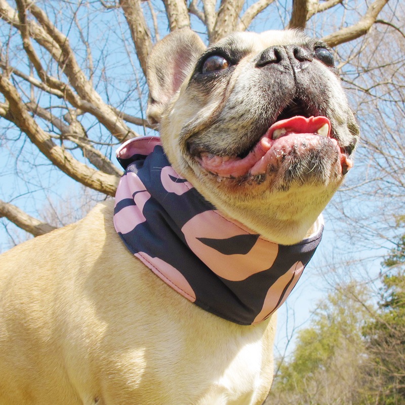 ������Х���ʡʥ�åסˡڥ᡼���زġ�