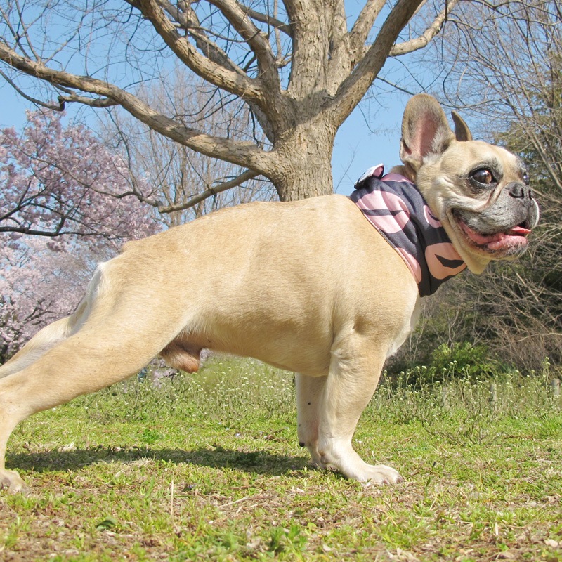 ������Х���ʡʥ�åסˡڥ᡼���زġ�