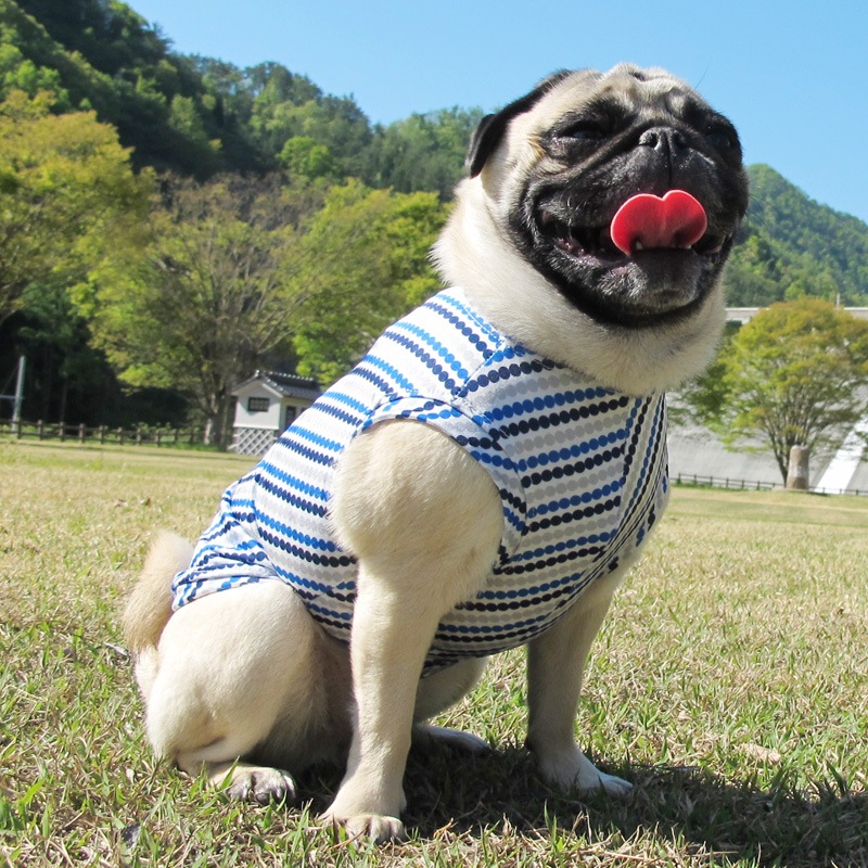 �Ĥ�S�������Τߡ��ɥåȤǼФ�ܡ��������󥯥ȥåס�T�����2��or���󥯥ȥå�1���T�����1��ϥ᡼���زġ�