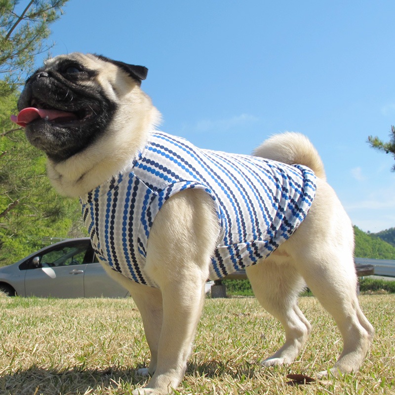 �Ĥ�S�������Τߡ��ɥåȤǼФ�ܡ��������󥯥ȥåס�T�����2��or���󥯥ȥå�1���T�����1��ϥ᡼���زġ�